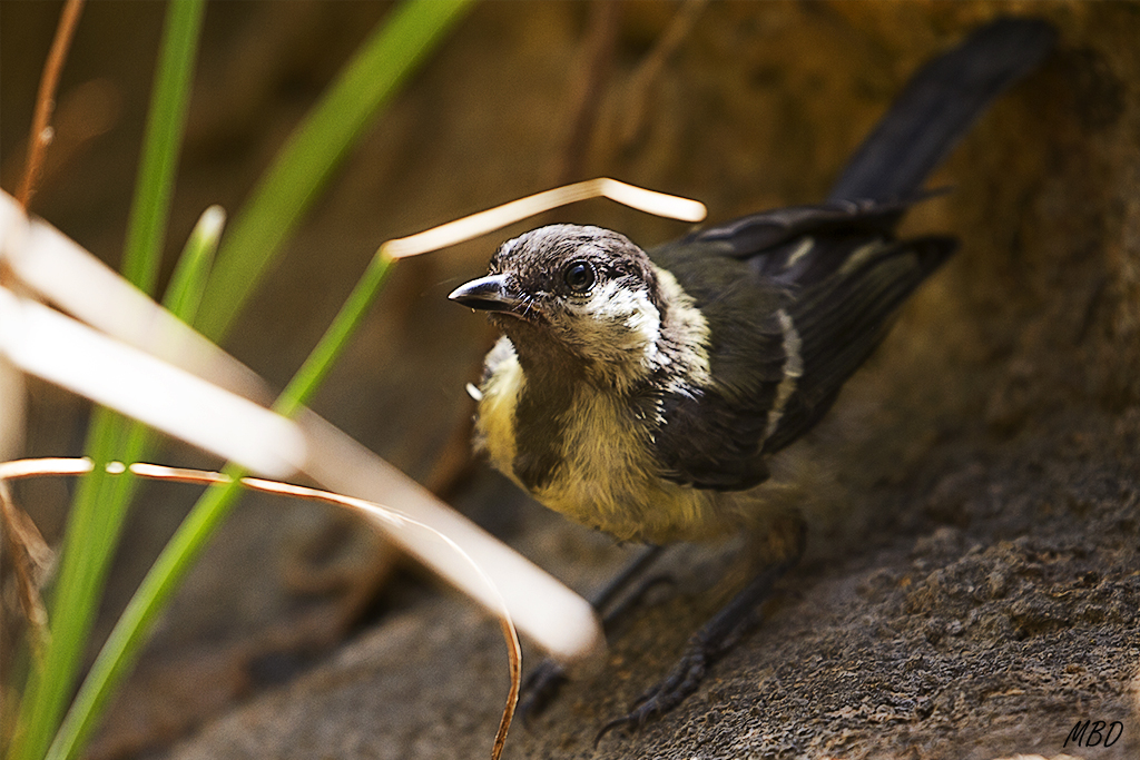 Carbonero garrapinos juvenil