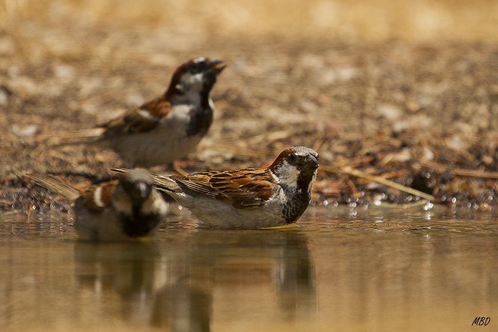 Turno de baño del os machos