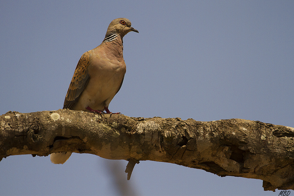 Se lo piensa mucho antes de bajar