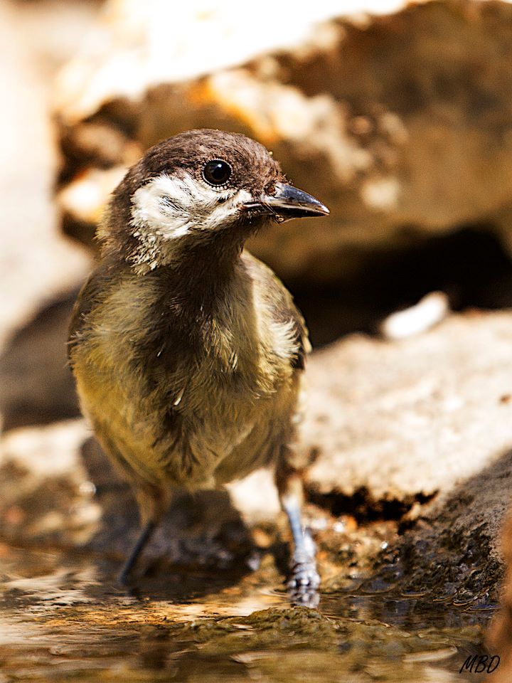 Carbonero garrapinos