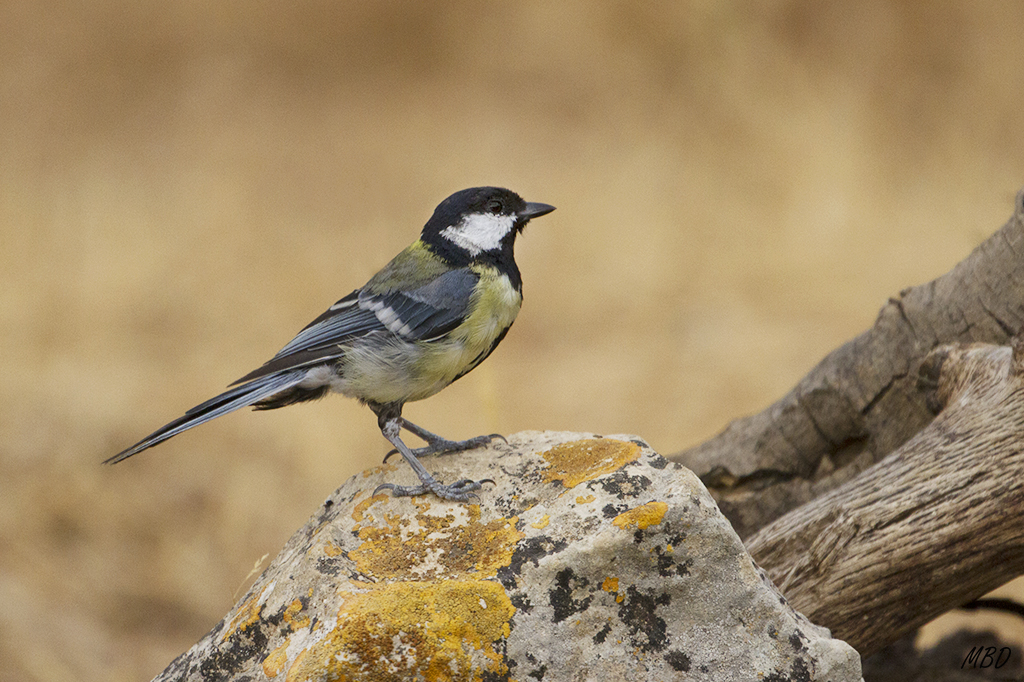 Carbonero garrapinos