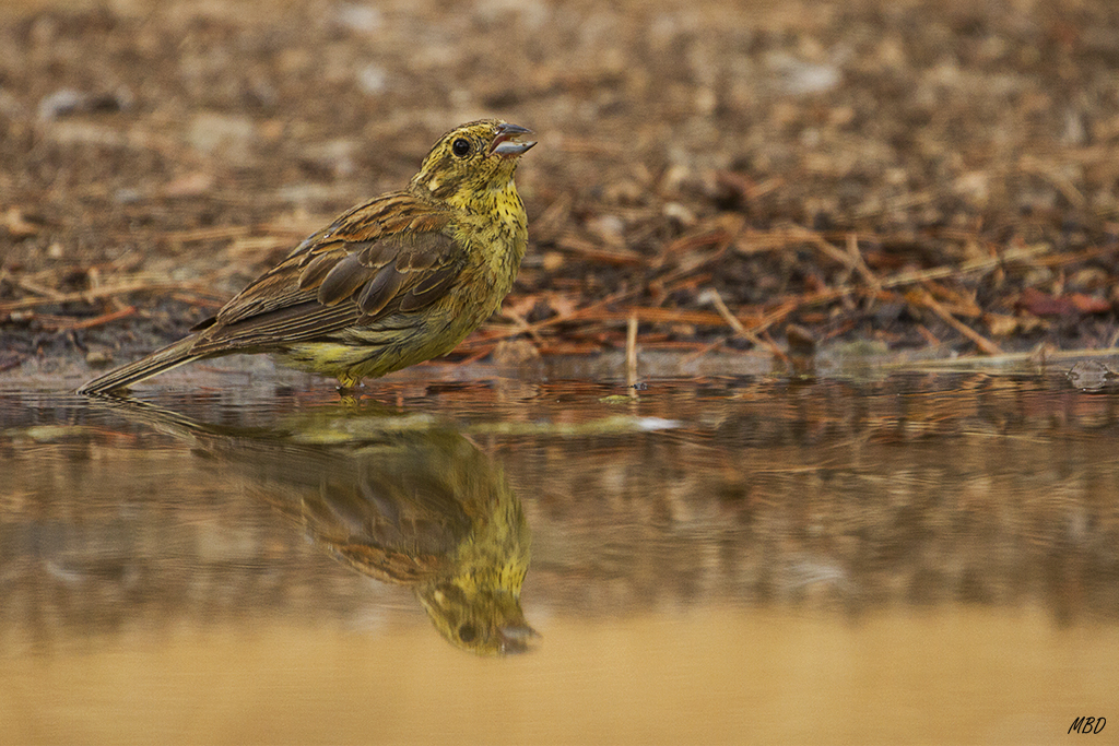 Escribano soteño hembra