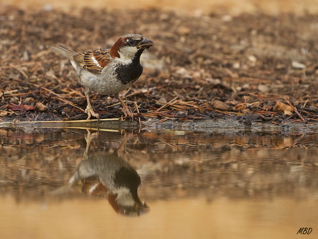 También los gorriones vienen a beber