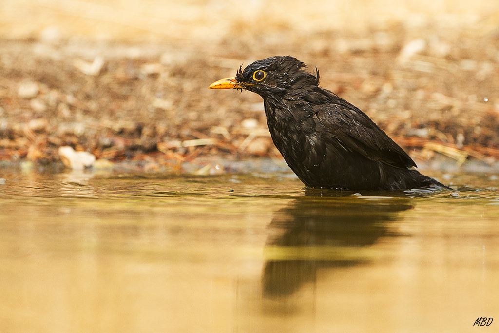 En el baño de nuevo