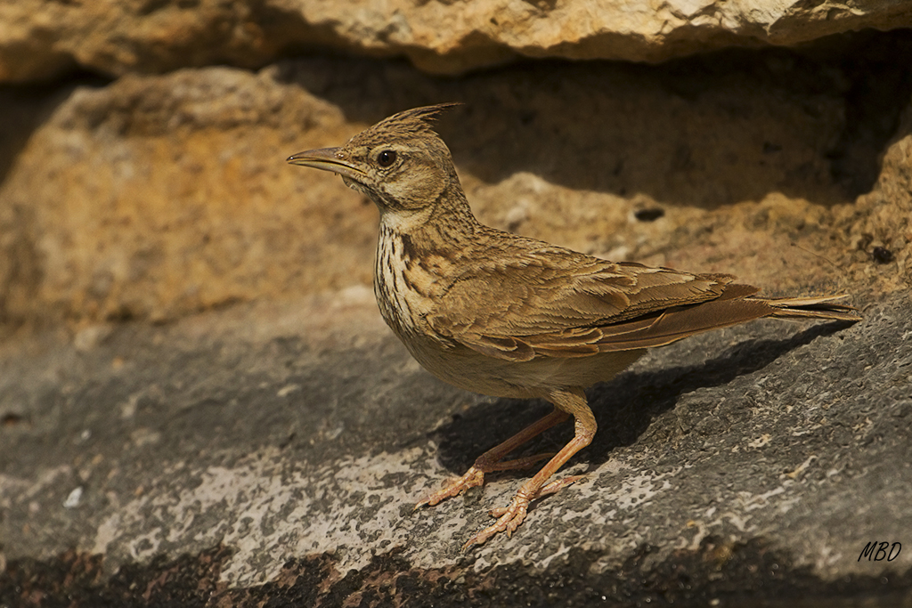 También visita la charca