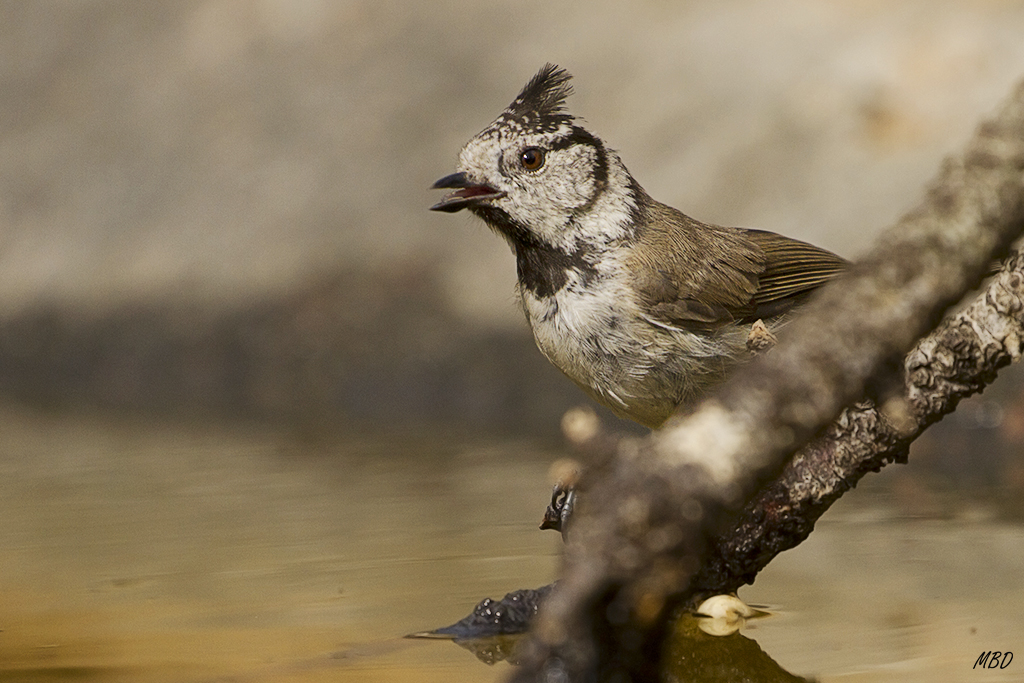 Herrerillo capuchino