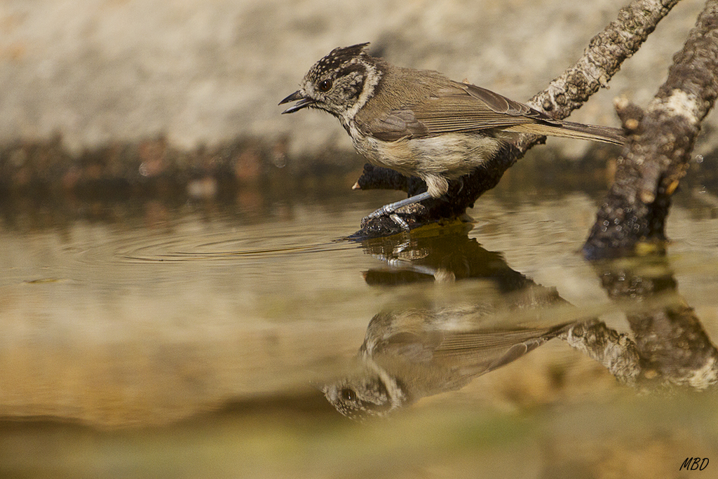 Herrerillo capuchino