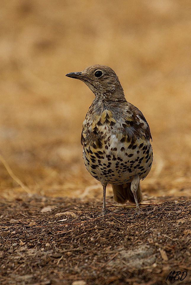 No acaba de decidirse