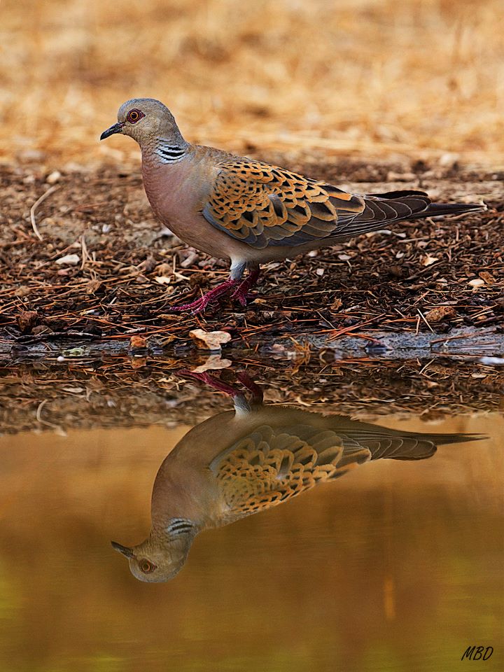 Tórtola común y reflejo