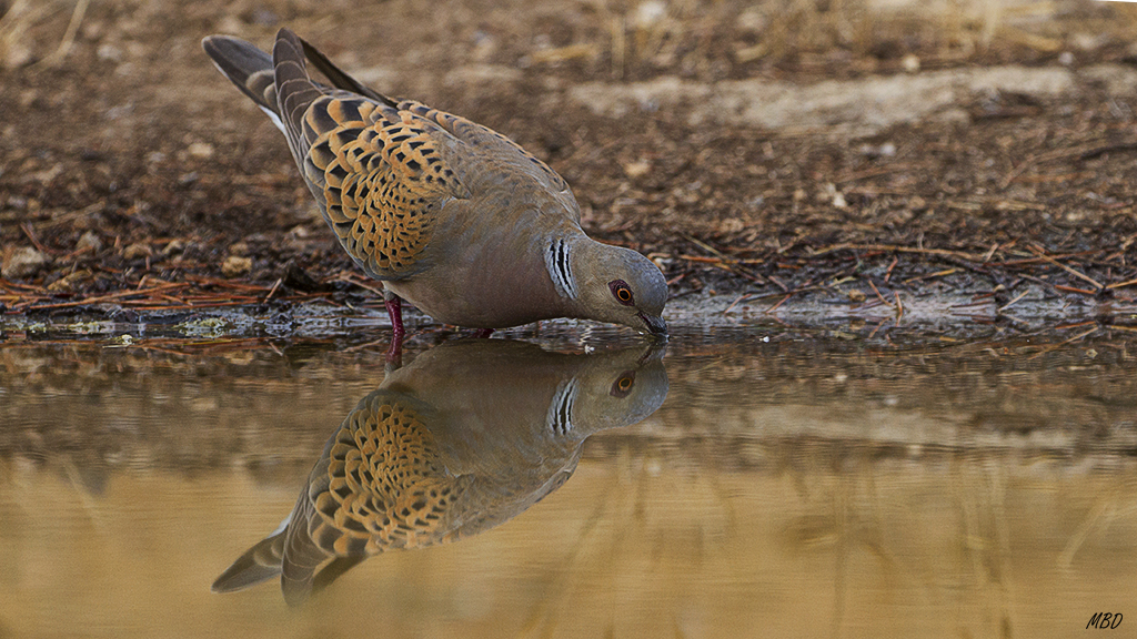 Por fin se anima a echar un trago