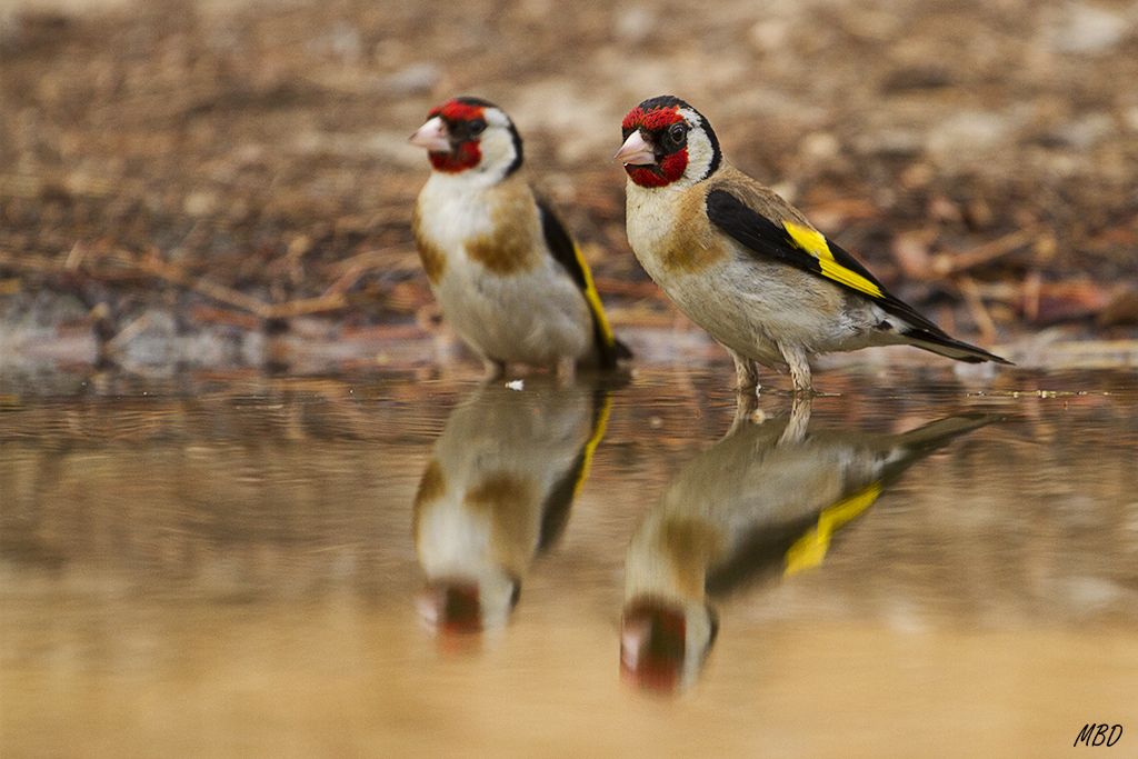 Me gustó la composición por su simetría