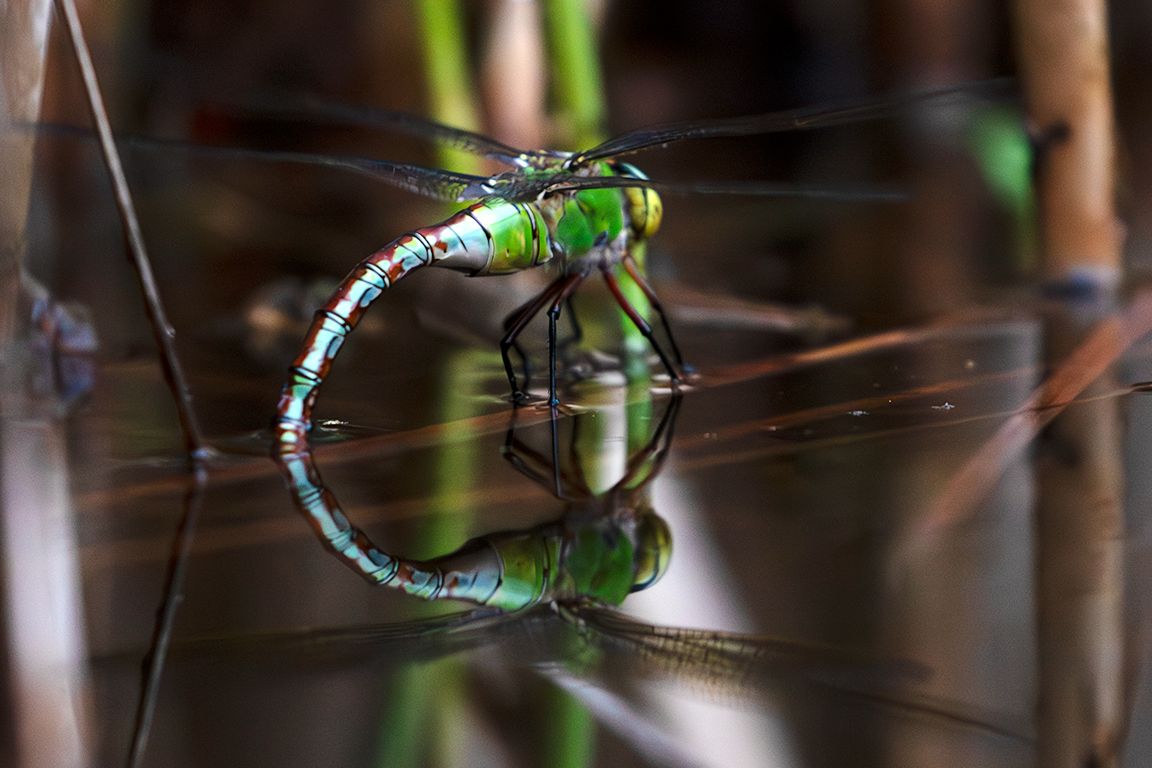 Libélula en la puesta