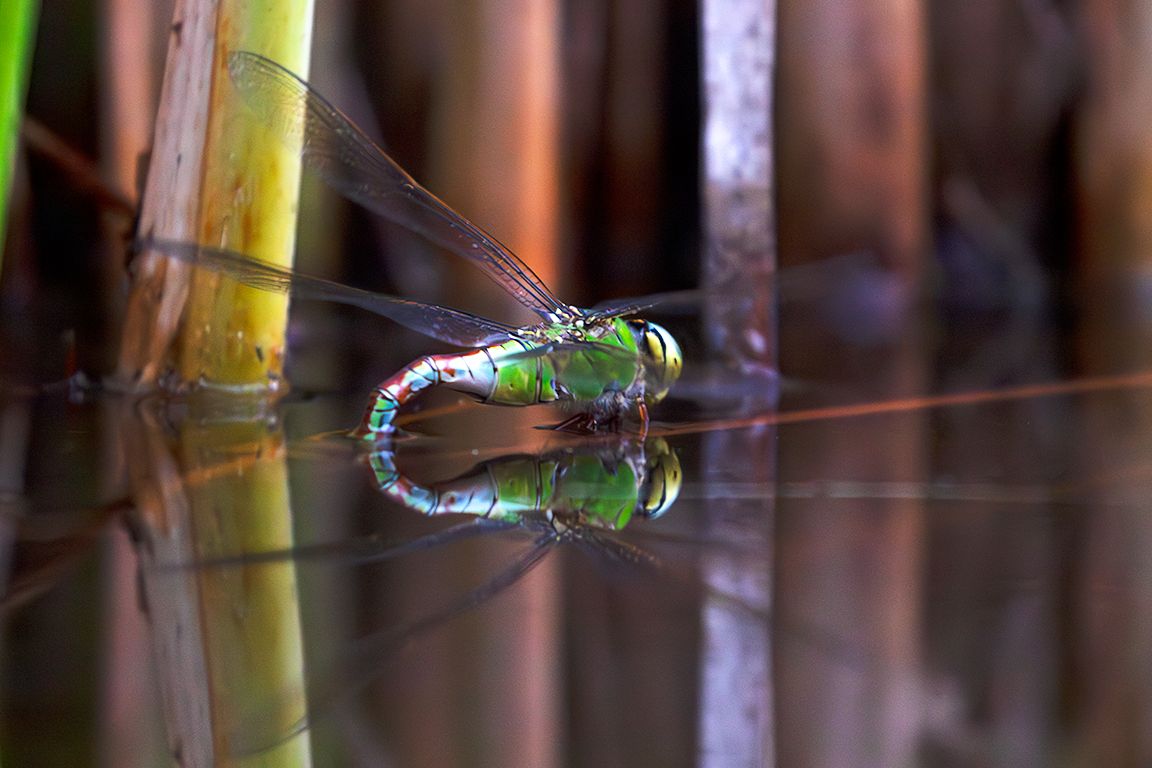 Libélula en la puesta