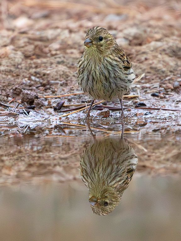 Hembra de escribano soteño