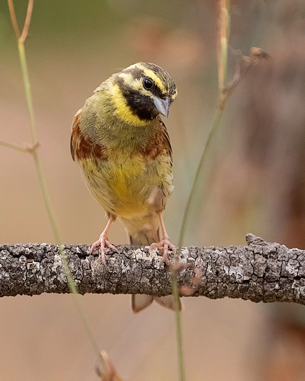 Escribano soteño macho