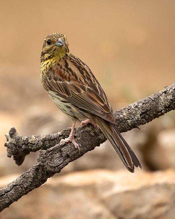 Escribano soteño hembra