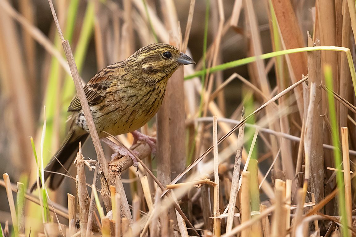 Escribano soteño hembra