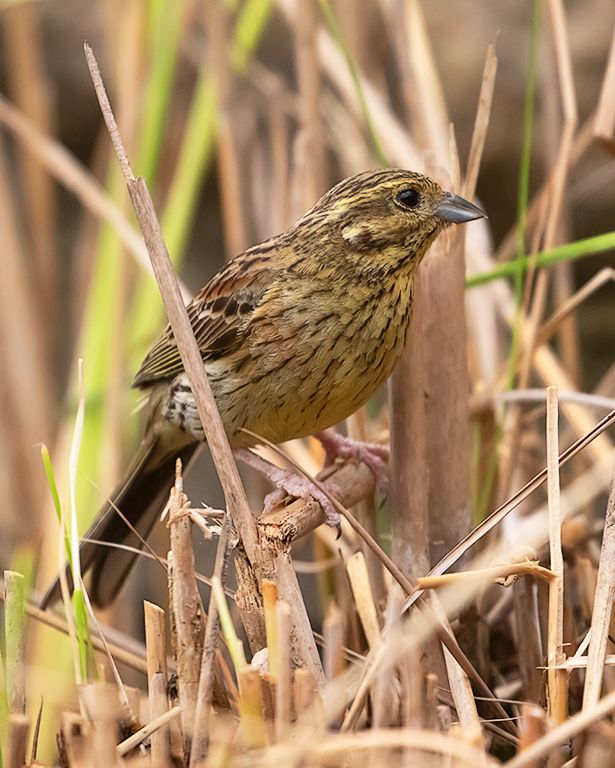 Escribano soteño hembra