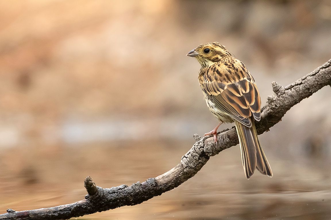 Escribano soteño hembra