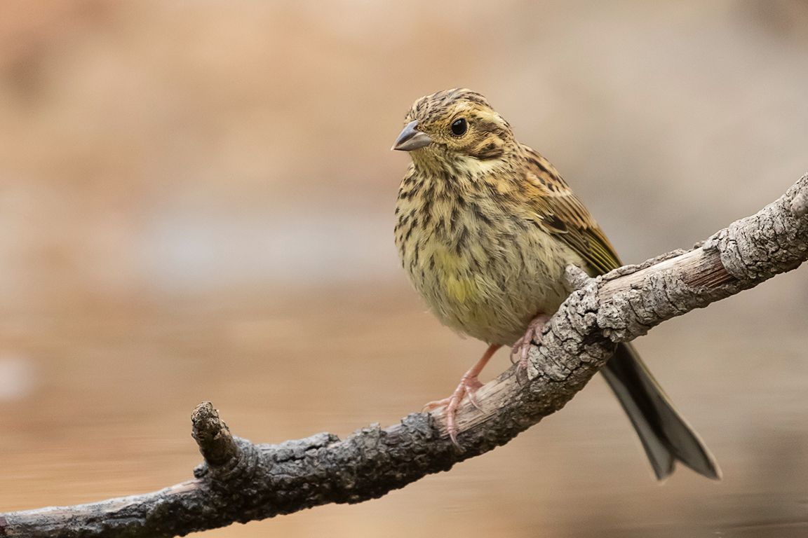 Escribano soteño hembra