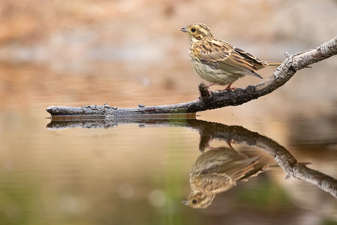Escribano soteño hembra