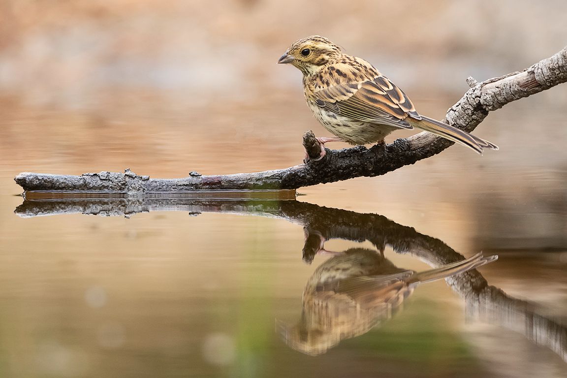 Escribano soteño hembra