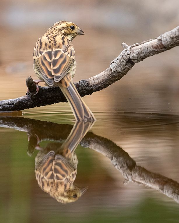 Escribano soteño hembra