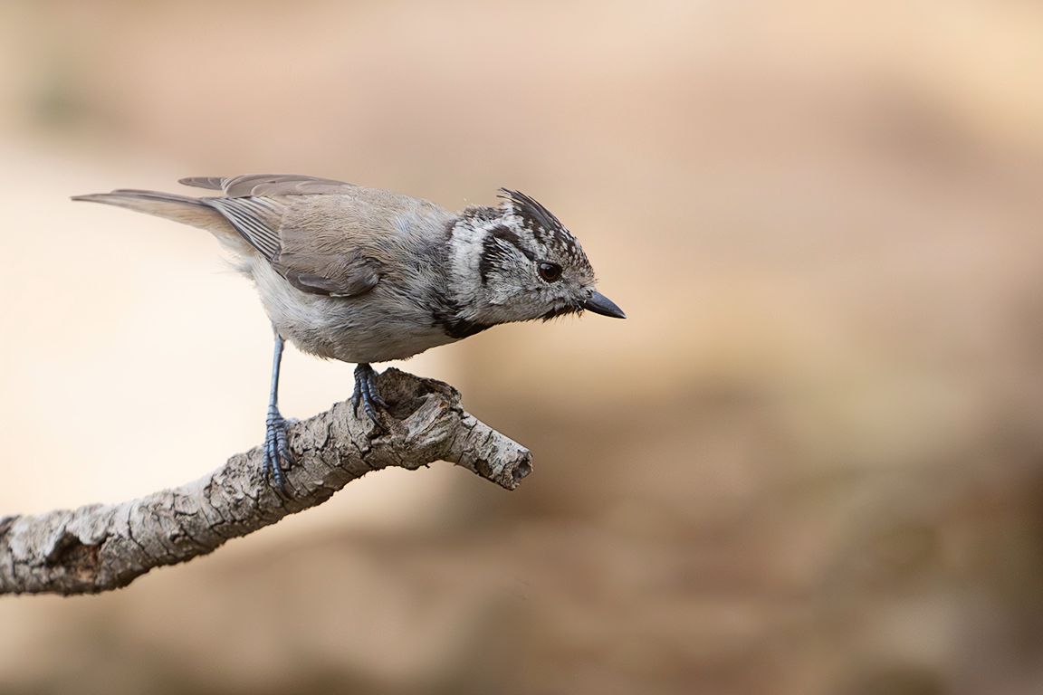 Herrerillo capuchino