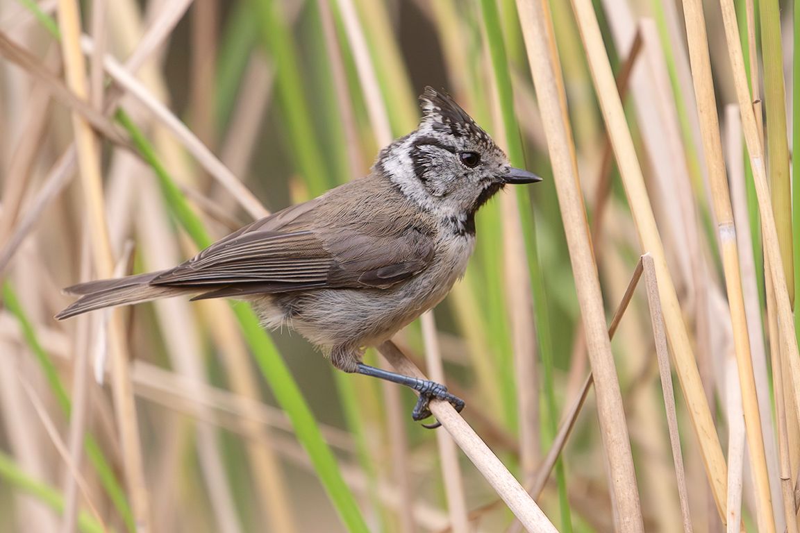 Herrerillo capuchino