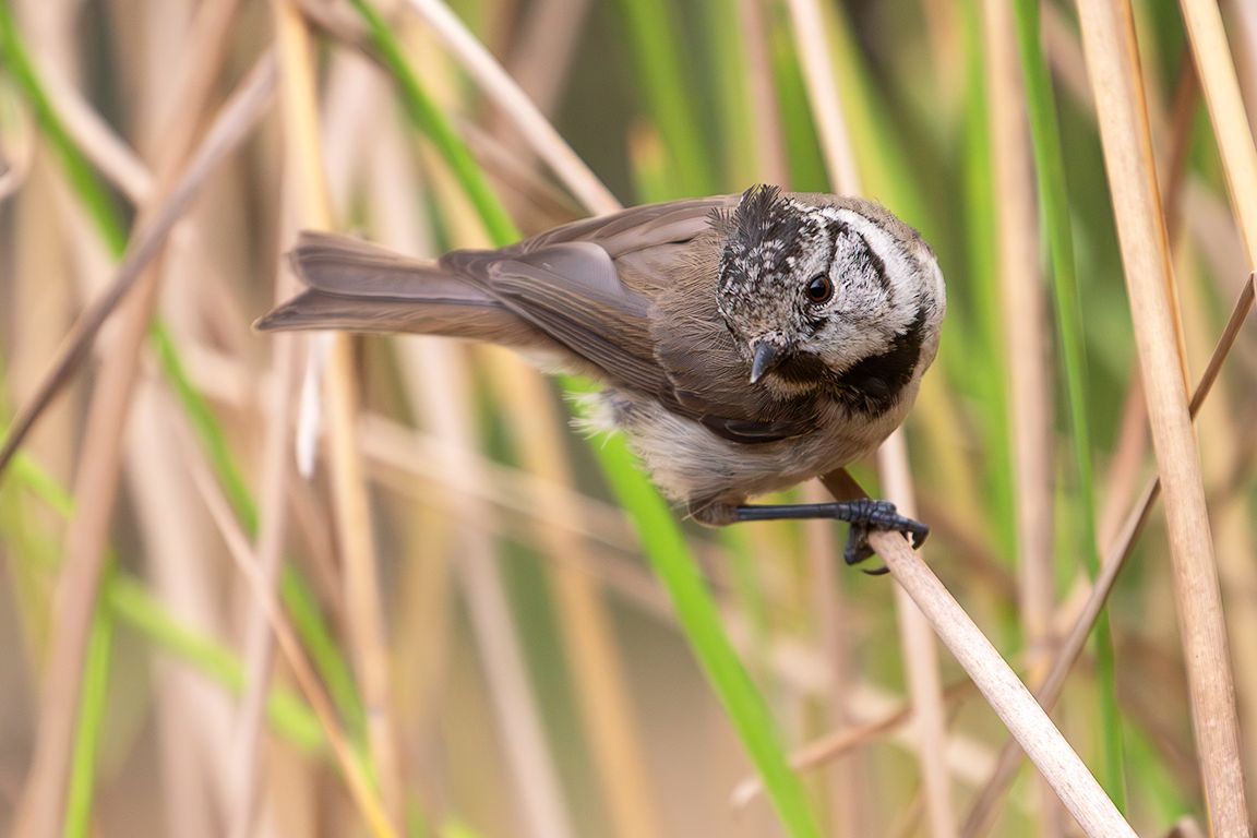 Herrerillo capuchino