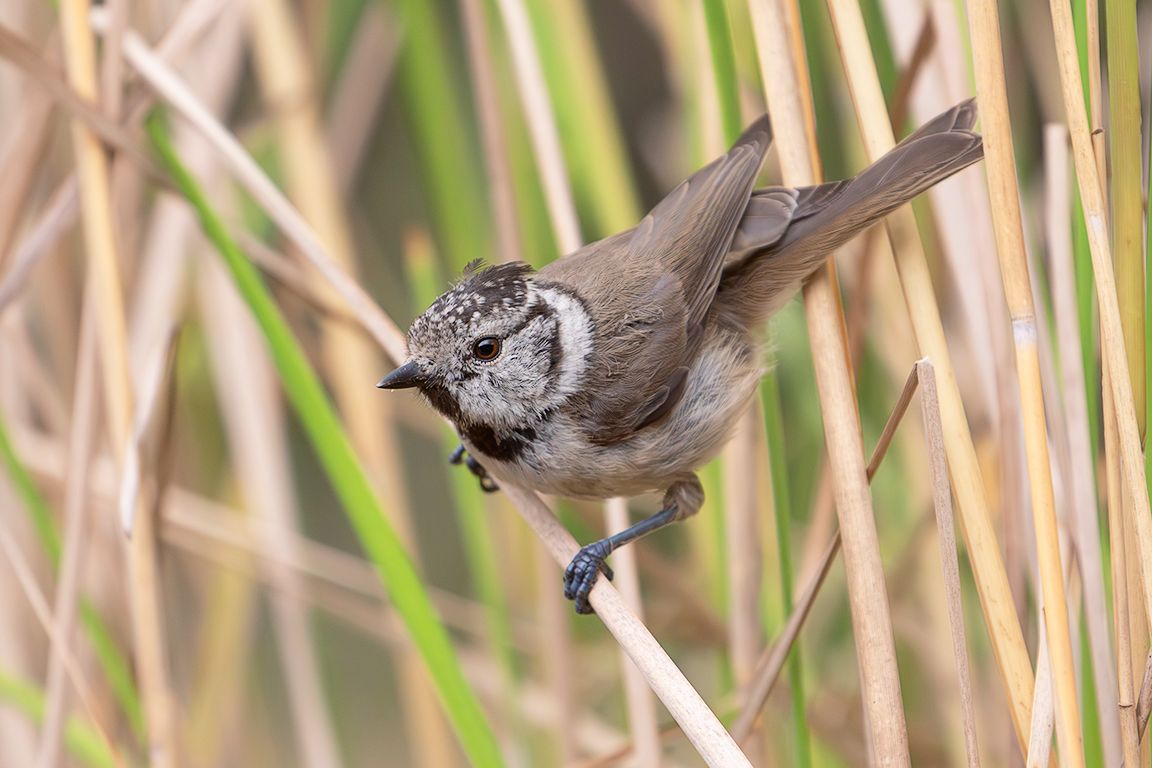 Herrerillo capuchino