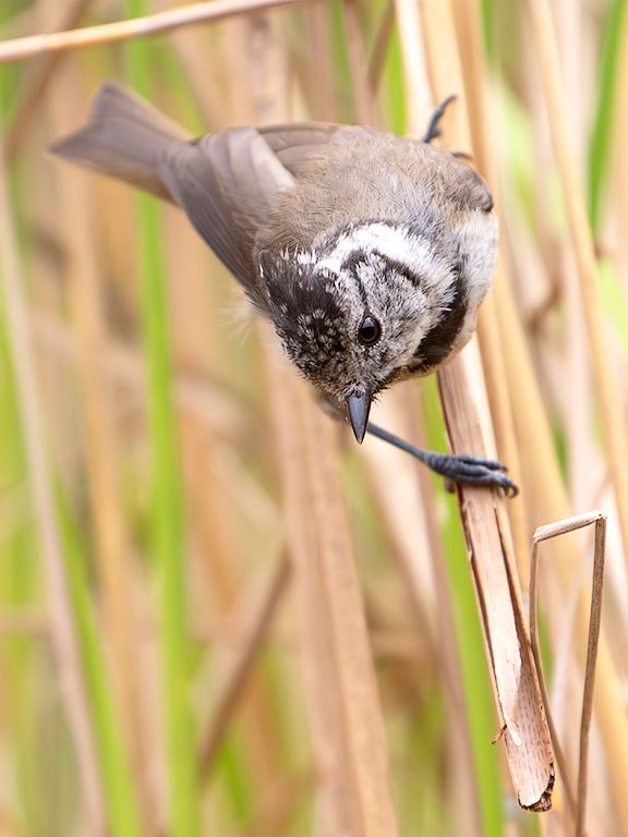 Herrerillo capuchino