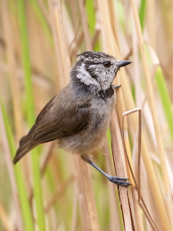 Herrerillo capuchino