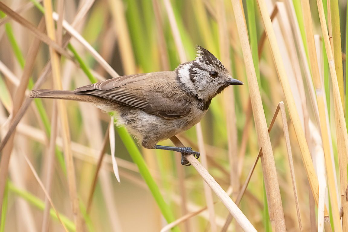 Herrerillo capuchino