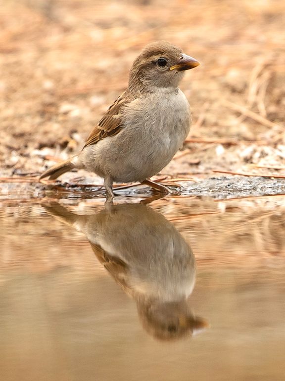 Gorrión común hembra