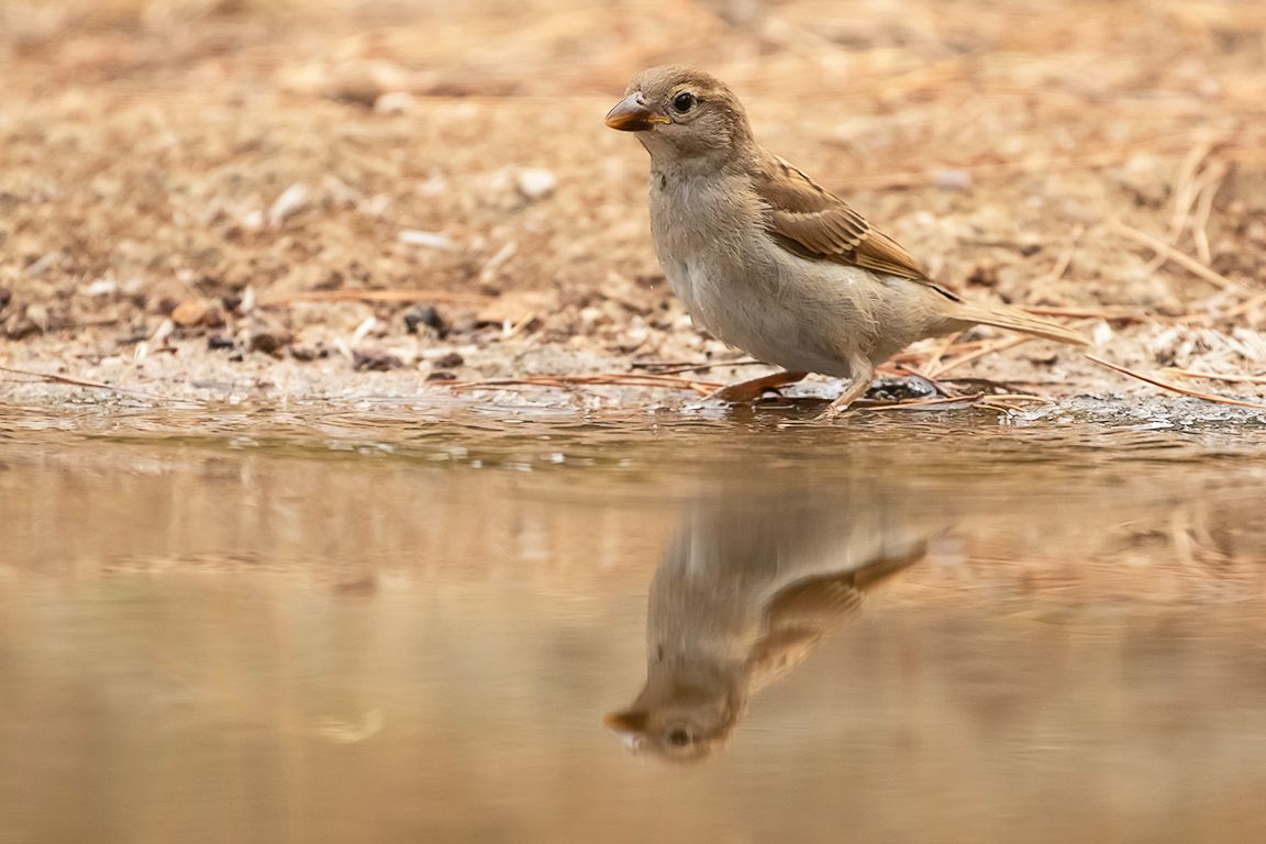 Gorrión común hembra
