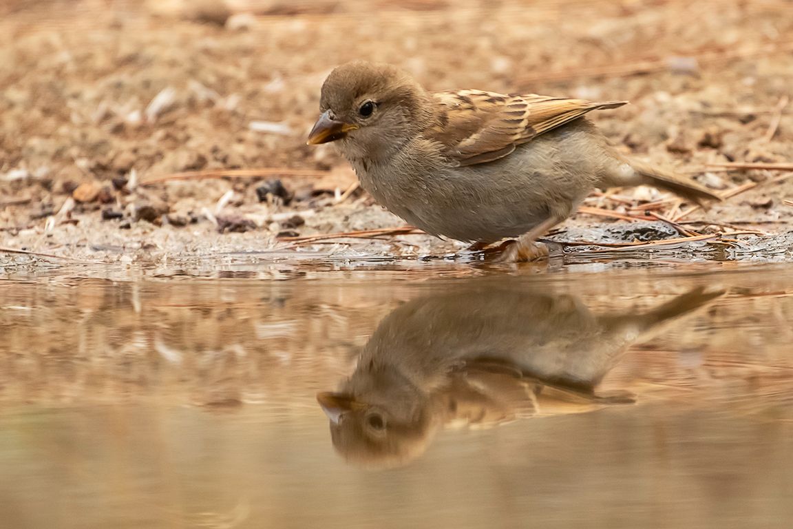 Gorrión común hembra