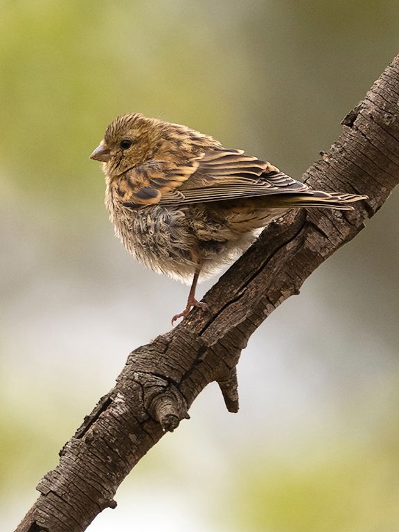 Escribano soteño hembra