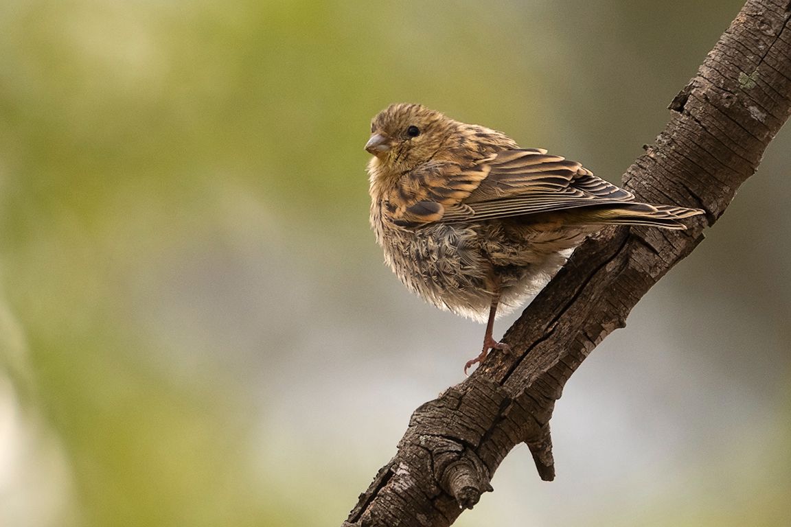 Escribano soteño hembra
