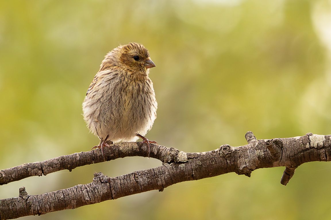 Escribano soteño hembra