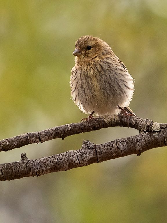 Escribano soteño hembra