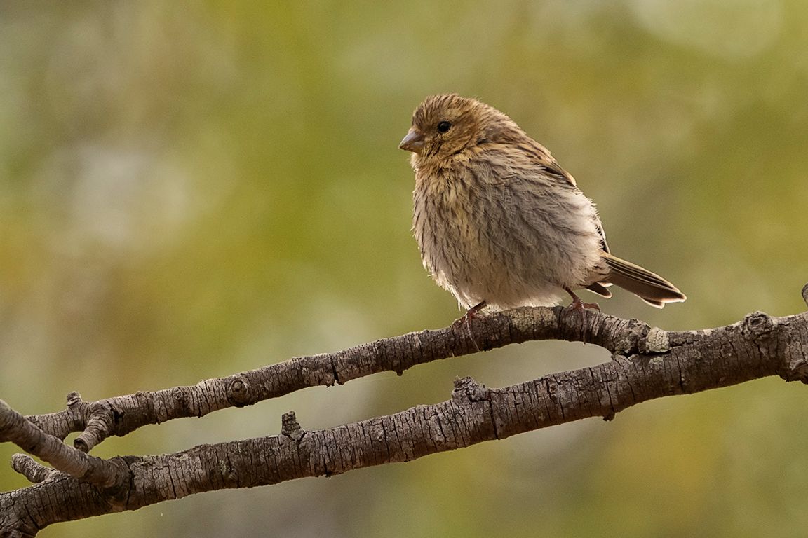 Escribano soteño hembra