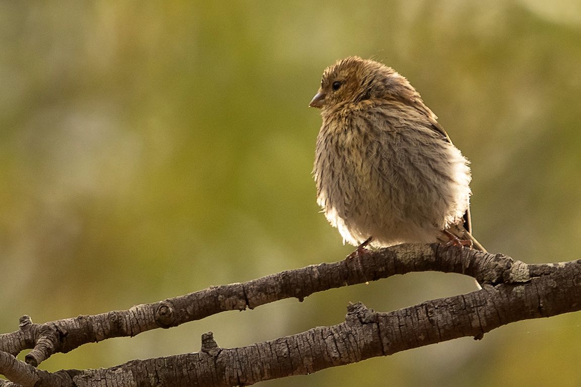 Escribano soteño hembra