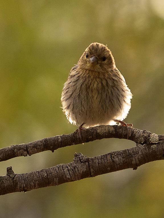 Escribano soteño hembra