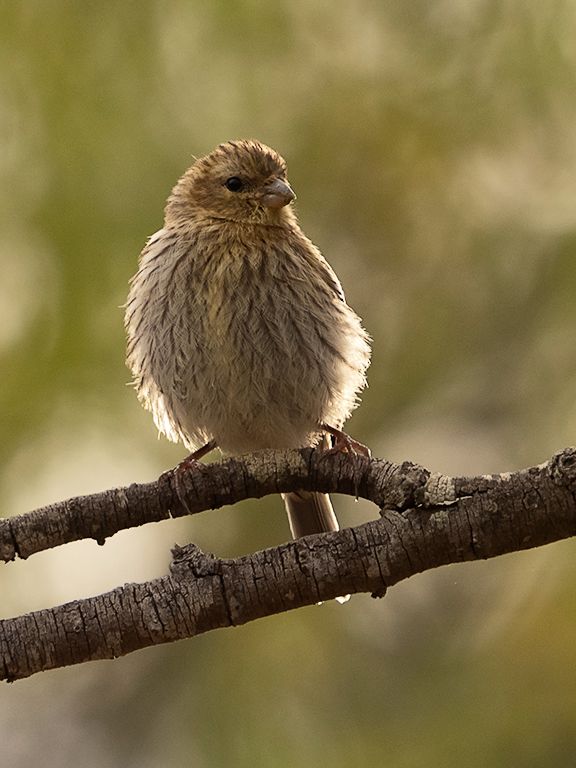 Escribano soteño hembra