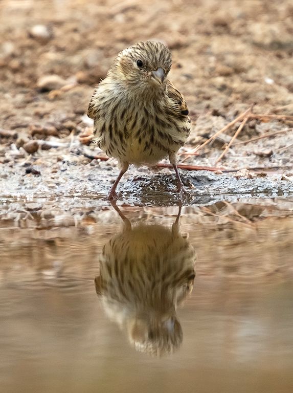 Escribano soteño hembra