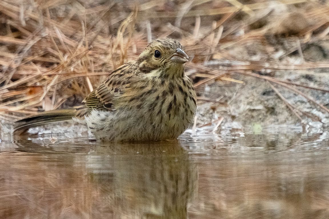 Escribano soteño hembra