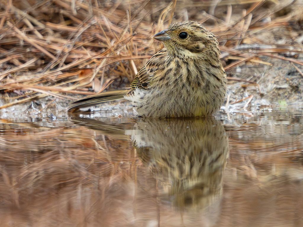 Escribano soteño hembra