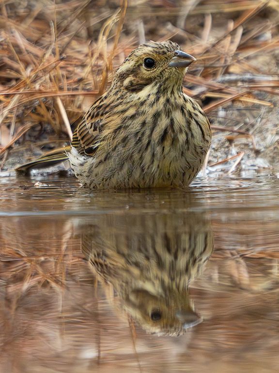 Escribano soteño hembra