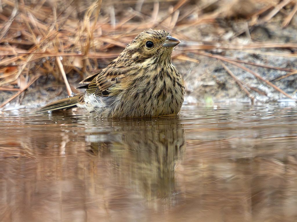 Escribano soteño hembra